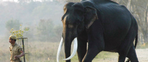 Bangladesh, non ce l’ha fatta l’elefantessa trascinata dalle acque