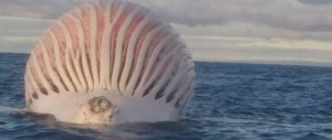 Sembrava un terribile mostro marino, era solo una balena gonfia di gas