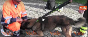 Ecco Lucky e Power, i cani eroi di Amatrice in cura dai veterinari (video)