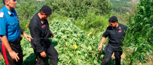 Foggia, immigrati gestivano piantagione di marijuana. Tre arresti