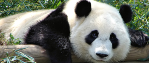 Sorpresa: il panda non è più a rischio, gorilla a un passo dall’estinzione