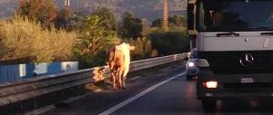 Investe un toro e le corna si infilano nel parabrezza: ragazza sotto choc