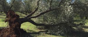 Made in Italy, per l’olio d’oliva è un disastro: la produzione cala del 37%