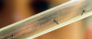 Virus Zika, cresce il rischio del contagio sessuale: i risultati dei test