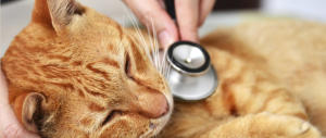 Analisi ai gatti degli amici prima che ai pazienti: scandalo nella Asl di Imperia