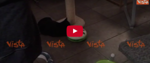 Tutti pazzi per i gatti, un nuovo modo di prendere un caffè a Madrid (video)