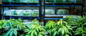 Piantagioni di marijuana con i fondi europei: cinque arresti in Puglia