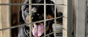 Bimba aggredita da un rottweiler. Il nonno uccide il cane: denunciato