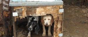 Lasciò morire il suo cane Zeus, condannato per uccisione volontaria