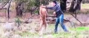 Australia, un pugno al canguro: é così che un uomo salva il suo cane (video)