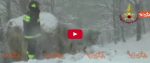 Sisma e neve: gli allevatori rischiano la vita per salvare le mandrie in difficoltà (Video)