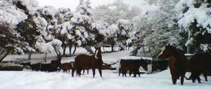 Sardegna, dopo il muro di neve, ora per gli animali è emergenza pioggia