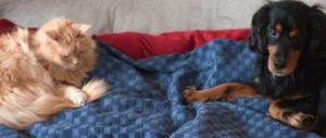 Quando l’amore per cani e gatti diventa anche un business assicurativo