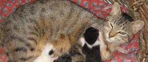 Animali domestici in 4 case su 10: per un giro d’affari di diversi miliardi