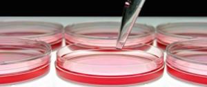 Scoperto l’interruttore chiave dell’invecchiamento: ecco come agisce