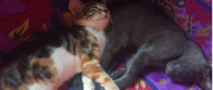 Proprietari di gatti a rischio sanzioni: è in arrivo la legge per l’anagrafe felina