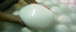 Mozzarelle di bufala e… bufale di mozzarella: la Gdf sventa l’ultima truffa