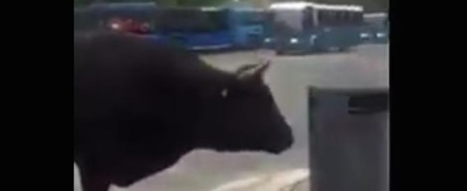 Mancavano all’appello soltanto i tori a Roma Roma-bestiale-670x274