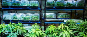 Coltivavano marijuana in una serra tecnologica zeppa di telecamere