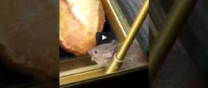 Un topino e il suo panino. E l’ospite indesiderato mangia e scappa (video)