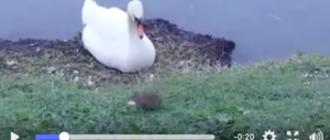 Roma nel degrado: ecco il topo che sfida il cigno davanti ai bambini (video)