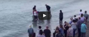Delfino “curioso” si arena in spiaggia, i bagnanti lo salvano così (video)