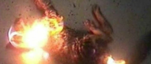L’ultima follia dei piromani: gatti arsi vivi per innescare meglio gli incendi