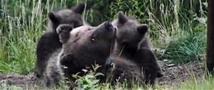 Trentino, incontro ravvicinato con l’orso: sono più di 50 (video)