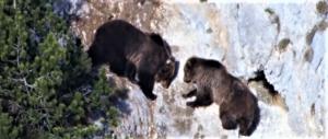 Trentino, ennesimo incontro ravvicinato con l’orso: ferito un uomo