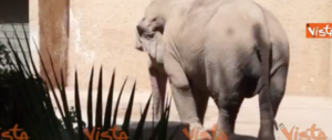 Sos caldo, al bioparco di Roma gli animali sopravvivono con i ghiaccioli