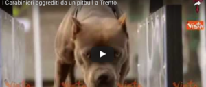Pattuglia di carabinieri aggredita da un pitbull: il proprietario fumava spinelli (video)
