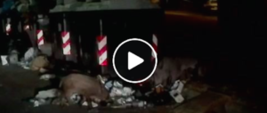 Branco di cinghiali per le vie di Roma: video-denuncia di Fratelli d’Italia