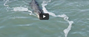 L’incredibile lotta in acqua tra un coccodrillo e uno squalo. Guarda il video