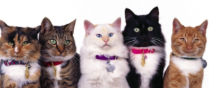 I gatti più belli del mondo? Per due giorni sono alle porte di Belluno (video)