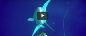 Furibonda lotta in mare tra un sub e due squali per un tonno pescato (video)