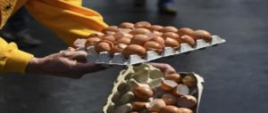 90 mila uova al fipronil sequestrate dai Nas a Viterbo e Ancona