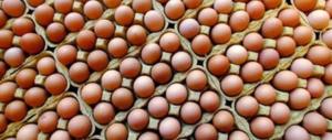 Uova contaminate, a Bologna e Parma sequestrati tre lotti sospetti