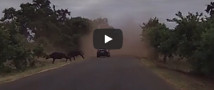 Auto sfida la mandria di bufali che attraversano: travolta e distrutta (video)