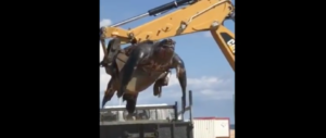 La tartaruga più grande del mondo: 700 kg. Per alzarla serve la gru (video)