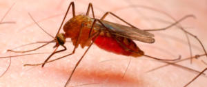 Zanzare infette, a Roma 8 zone “rosse”. I sintomi della Chikungunya? Pustole e febbre