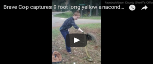 Una detective (dal sangue freddo) cattura un’anaconda a mani nude: il video è virale (VIDEO)