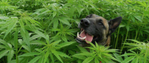 Cannabis, ok della Camera. Meloni: è una legalizzazione mascherata