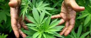 La cannabis non è aria fresca: spieghiamolo ai nostri giovani