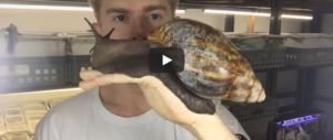 La lumaca grande quanto un gattino: un mistero lungo 20 centimetri (video)