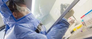Malaria, l’allarme degli scienziati: «Può tornare anche in Italia»