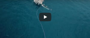 Squalo bianco attacca la barca del pescatore e cerca di trascinarla (video)