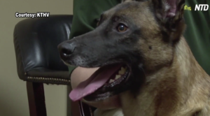 Per il cane poliziotto dell'Arkansas l'ultimo saluto su molti notiziari