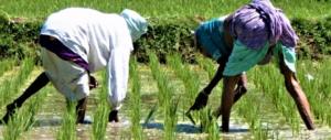 L’importanza dei dazi: così il riso asiatico ha rovinato i produttori italiani