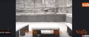 New York si sveglia sotto 15 centimetri di neve. E si ferma anche il baseball (video)