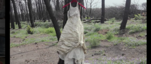 Sul Vesuvio spunta un abito da sposa. Un “giallo” che ricorda un film…